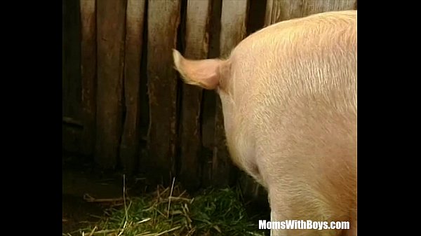 Зоо порно зоо видео со свиньей онлайн